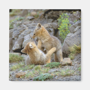 Grau-Fox-Paar (Lycalopex griseus) 2 Magnet