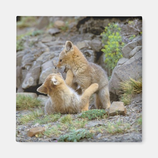 Grau-Fox-Paar (Lycalopex griseus) 2 Magnet (Vorne)