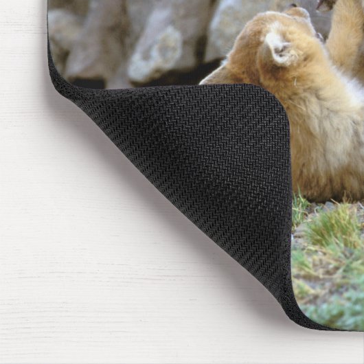 Grau-Fox-Paar (Lycalopex griseus) 2 Mousepad (Ecke)