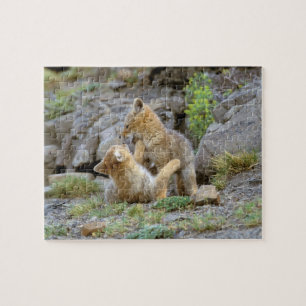 Grau-Fox-Paar (Lycalopex griseus) 2 Puzzle