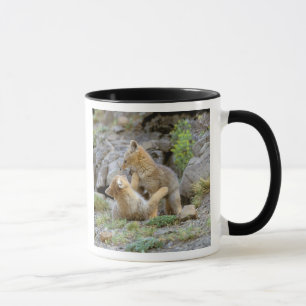 Grau-Fox-Paar (Lycalopex griseus) 2 Tasse