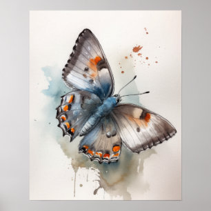 Grau Hairstreak Butterfly Art Print Poster