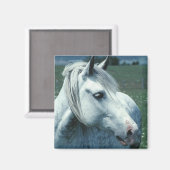 Grau in bewässerter Weide Magnet (Vorderseite/Rückseite)