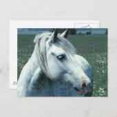 Grau in bewässerter Weide Postkarte (Vorne/Hinten)