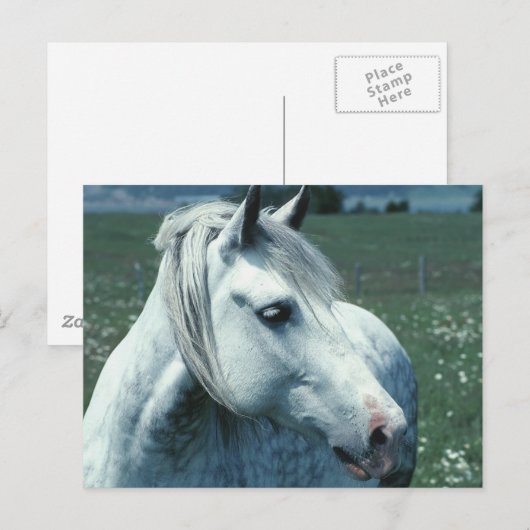 Grau in bewässerter Weide Postkarte (Vorne/Hinten)