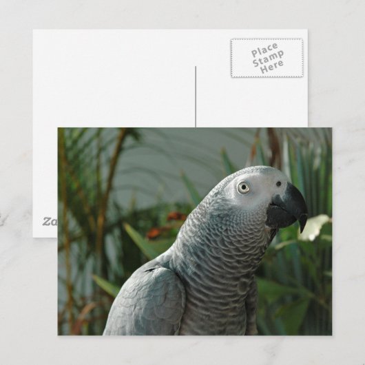 Grau-Papagei Postkarte (Vorne/Hinten)