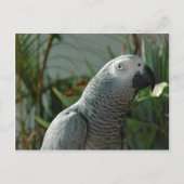 Grau-Papagei Postkarte (Vorderseite)