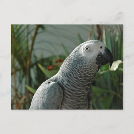 Grau-Papagei Postkarte (Vorderseite)