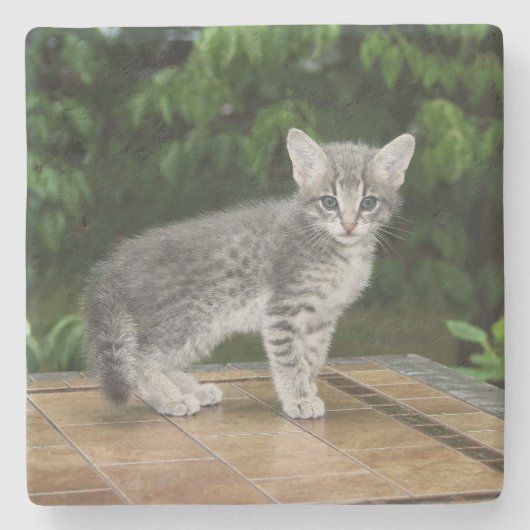 Grau Savannah Cat Square Untersetzer (Vorderseite)