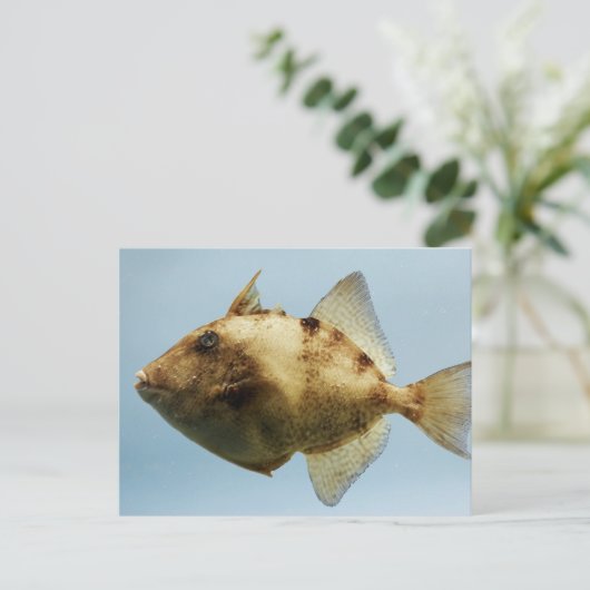 Grau Triggerfish Postkarte (Stehend Vorderseite)