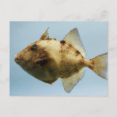 Grau Triggerfish Postkarte (Vorderseite)