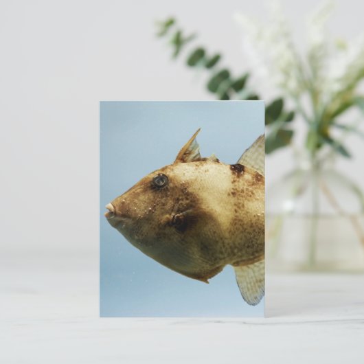 Grau Triggerfish Postkarte (Stehend Vorderseite)