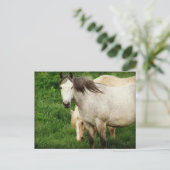 Grau und Palomino Postkarte (Stehend Vorderseite)