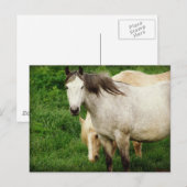 Grau und Palomino Postkarte (Vorne/Hinten)