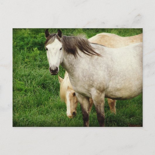 Grau und Palomino Postkarte (Vorderseite)
