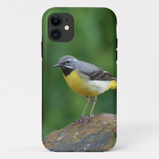 Grau Wagtail - Vogel Case-Mate iPhone Hülle (Rückseite)