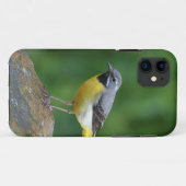 Grau Wagtail - Vogel Case-Mate iPhone Hülle (Rückseite (Horizontal))