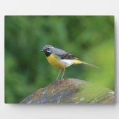 Grau Wagtail - Vogel Fotoplatte (Vorderseite)