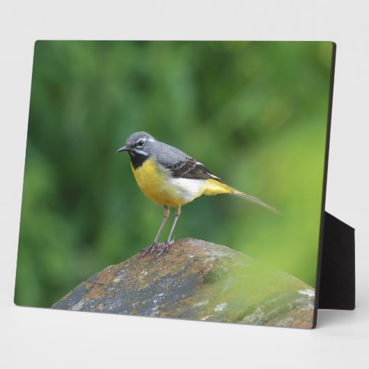 Grau Wagtail - Vogel Fotoplatte (Seite)