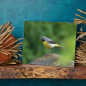 Grau Wagtail - Vogel Fotoplatte (Seite)