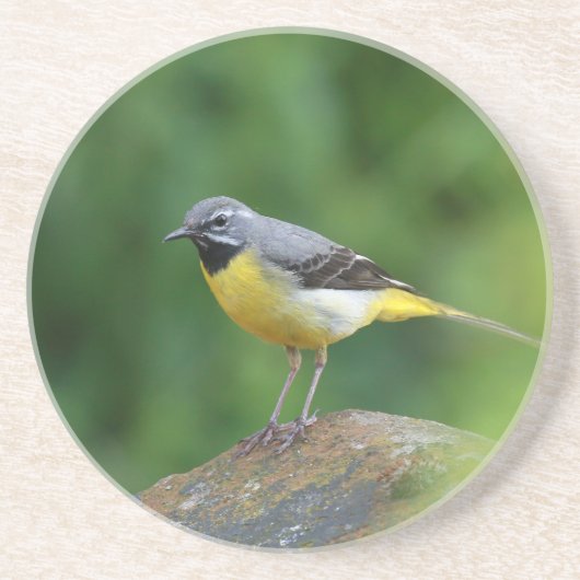 Grau Wagtail - Vogel Getränkeuntersetzer (Vorne)