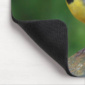 Grau Wagtail - Vogel Mousepad (Ecke)