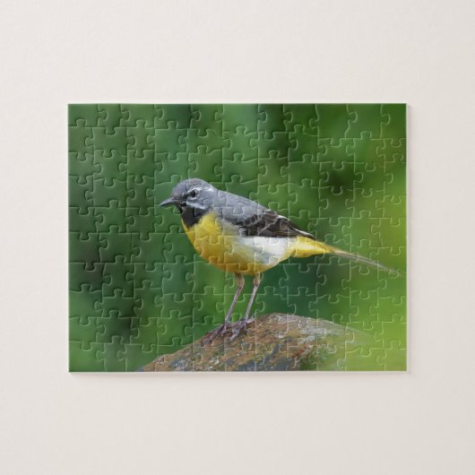 Grau Wagtail - Vogel Puzzle (Horizontal)