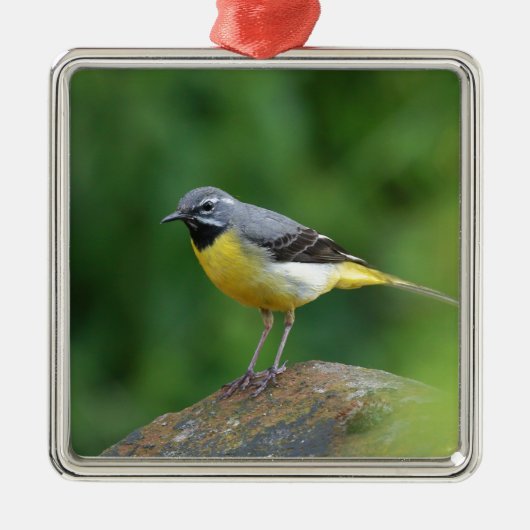Grau Wagtail - Vogel Silbernes Ornament (Vorne)
