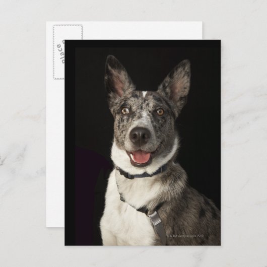 Grau-weiße australische Schäferhirte mit Kabeljau Postkarte (Vorne/Hinten)