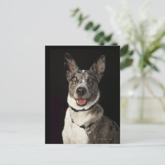 Grau-weiße australische Schäferhirte mit Kabeljau Postkarte (Stehend Vorderseite)