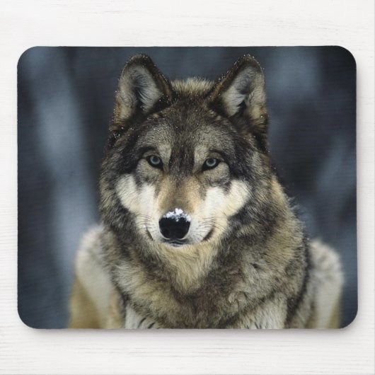 Grau-Wolfschnee Mousepad (Vorne)