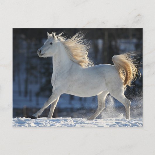 Grauarabäer, die in Schneemanie fließen Postkarte (Vorderseite)