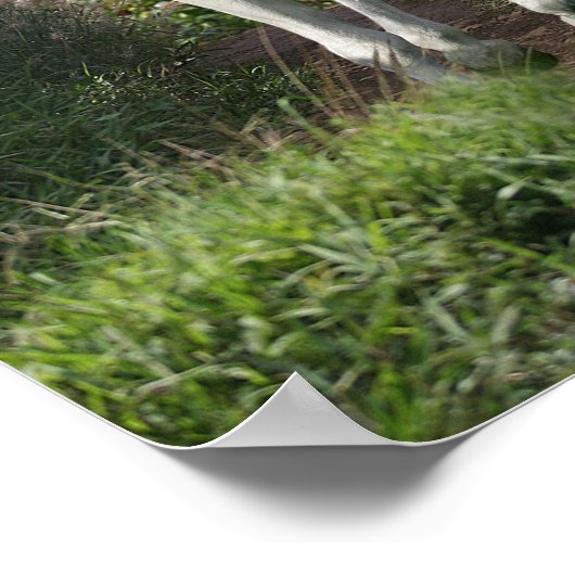 Grauarabäer, die mit Blume auf dem Weg sind Poster (Ecke)