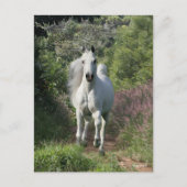 Grauarabäer, die mit Blume auf dem Weg sind Postkarte (Vorderseite)