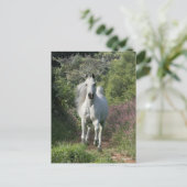 Grauarabäer, die mit Blume auf dem Weg sind Postkarte (Stehend Vorderseite)