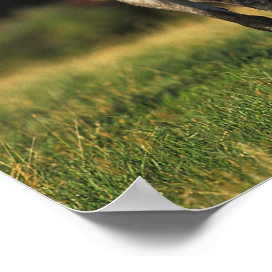 Grauarabischer Stehender autonaler Hintergrund Poster (Ecke)