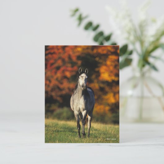 Grauarabischer Stehender autonaler Hintergrund Postkarte (Stehend Vorderseite)