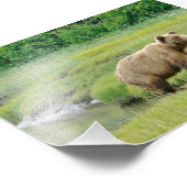 Graubären mit 4 x 6 Foto (Ecke)