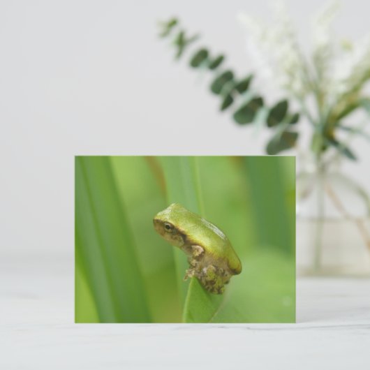 Graubaum-Frosch Postkarte (Stehend Vorderseite)