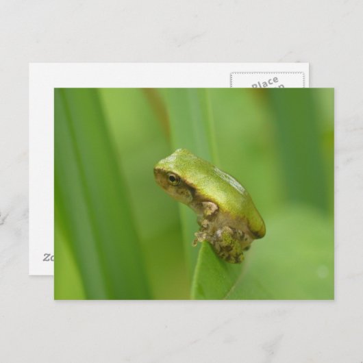 Graubaum-Frosch Postkarte (Vorne/Hinten)