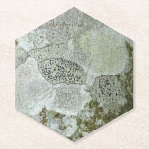 Graubaumrinde Untersetzer