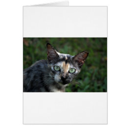 Graubraun-weiße Katze mit grünen Augen