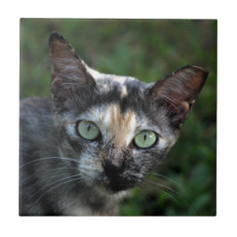 Graubraun-weiße Katze mit grünen Augen Fliese