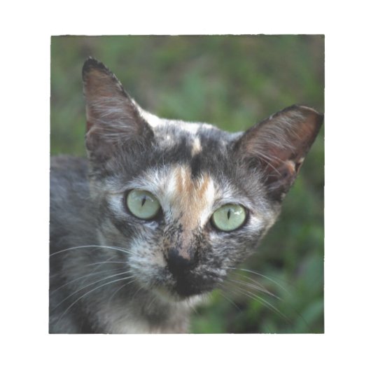 Graubraun-weiße Katze mit grünen Augen Notizblock (Vorderseite)