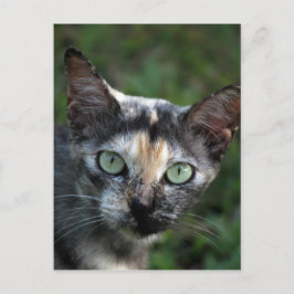 Graubraun-weiße Katze mit grünen Augen Postkarte