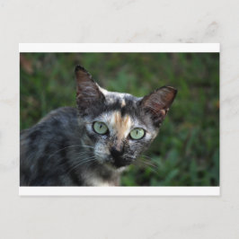 Graubraun-weiße Katze mit grünen Augen Postkarte