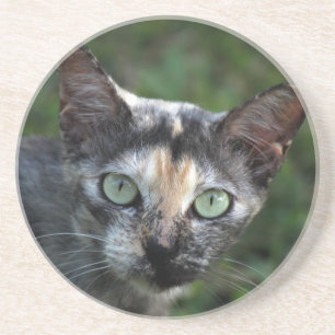 Graubraun-weiße Katze mit grünen Augen Sandstein Untersetzer