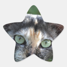 Graubraun-weiße Katze mit grünen Augen