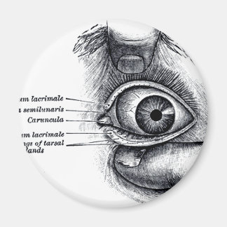 Graue Anatomie — Augapfel Magnet