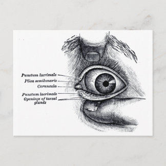 Graue Anatomie — Augapfel Postkarte